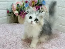 ラガマフィン【東京都・女の子・2024年11月21日・シルバーパッチドタビー&ホワイト】の写真2