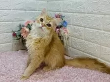 マンチカン(長足)【東京都・男の子・2024年11月5日・レッドタビー】の写真4