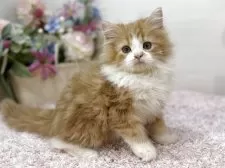 ラガマフィン【東京都・男の子・2025年10月1日・レッドタビー&ホワイト】の写真2