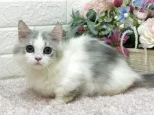 ミヌエット(短足)【東京都・女の子・2025年5月16日・シルバーパッチドタビー&ホワイト】の写真8