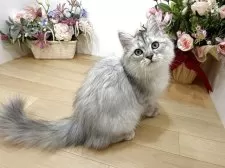 ラガマフィン【東京都・男の子・2025年7月13日・シルバータビー】の写真3