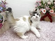 ラガマフィン【東京都・女の子・2025年9月2日・ブラウンパッチドタビー&ホワイト】の写真3