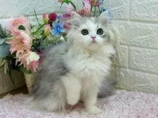 ラガマフィン【東京都・女の子・2024年11月21日・シルバーパッチドタビー&ホワイト】の写真3