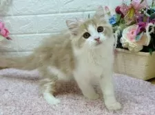 ラガマフィン【東京都・男の子・2024年11月11日・クリームタビー&ホワイト】の写真3