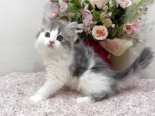 ラガマフィン【東京都・男の子・2025年8月25日・ブルータビー&ホワイト】の写真4