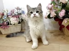 ラガマフィン【東京都・男の子・2025年7月13日・ブラウンタビー&ホワイト】の写真9