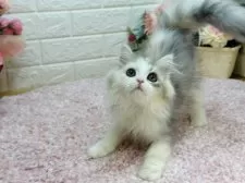 ラガマフィン【東京都・女の子・2024年11月21日・シルバーパッチドタビー&ホワイト】の写真4