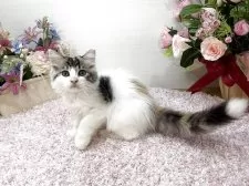 ラガマフィン【東京都・女の子・2025年9月2日・ブラウンパッチドタビー&ホワイト】の写真4