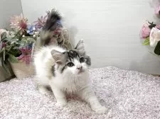 ラガマフィン【東京都・女の子・2025年9月2日・ブラウンパッチドタビー&ホワイト】の写真5