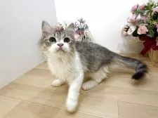 ラガマフィン【東京都・男の子・2025年7月13日・ブラウンタビー&ホワイト】の写真10