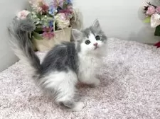 ラガマフィン【東京都・男の子・2025年8月25日・ブルータビー&ホワイト】の写真5