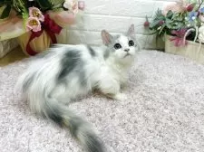 ミヌエット(短足)【東京都・女の子・2025年5月16日・シルバーパッチドタビー&ホワイト】の写真11