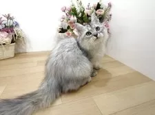 ラガマフィン【東京都・男の子・2025年7月13日・シルバータビー】の写真6