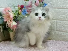 ラガマフィン【東京都・女の子・2024年11月21日・シルバーパッチドタビー&ホワイト】の写真7