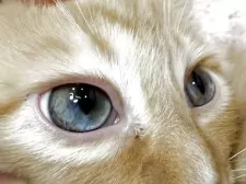 ラガマフィン【東京都・男の子・2025年9月2日・レッドタビー&ホワイト】の写真2