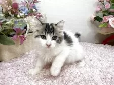 ラガマフィン【東京都・女の子・2025年9月2日・ブラウンパッチドタビー&ホワイト】の写真7