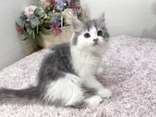 ラガマフィン【東京都・男の子・2025年8月25日・ブルータビー&ホワイト】の写真8