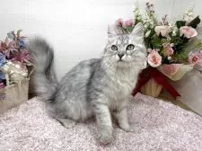 ラガマフィン【東京都・男の子・2025年7月13日・シルバータビー】の写真9