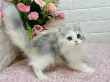 ラガマフィン【東京都・女の子・2024年11月21日・シルバーパッチドタビー&ホワイト】の写真8