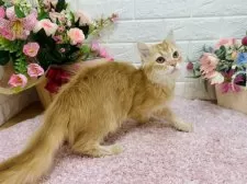 マンチカン(長足)【東京都・男の子・2024年11月5日・レッドタビー】の写真10