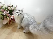 ラガマフィン【東京都・男の子・2025年7月13日・シルバータビー】の写真8