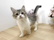 ラガマフィン【東京都・男の子・2025年7月13日・ブラウンタビー&ホワイト】の写真13