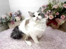 ラガマフィン【東京都・女の子・2025年6月21日・ダイリュートキャリコ】の写真4