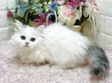 ミヌエット(短足)【東京都・女の子・2025年2月21日・シルバーパッチドタビー&ホワイト】の写真8