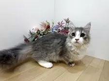 ミヌエット(短足)【東京都・男の子・2025年7月1日・ブルータビー&ホワイト】の写真8