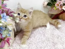 ラガマフィン【東京都・男の子・2025年9月2日・レッドタビー&ホワイト】の写真10