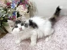 ラガマフィン【東京都・女の子・2025年9月2日・ブラウンパッチドタビー&ホワイト】の写真9