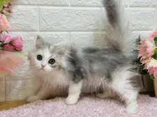 ラガマフィン【東京都・女の子・2024年11月21日・シルバーパッチドタビー&ホワイト】の写真9