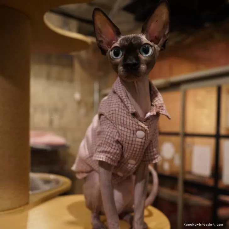 ID：2402-01260の子猫