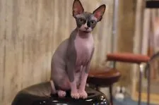 エルフキャット【香川県・男の子・2021年10月14日・グレー&ホワイト】の写真2「裸の正面写真。」