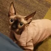 エルフキャット【香川県・女の子・2023年4月3日・ピンクブラウン】の写真2「目は真ん丸」