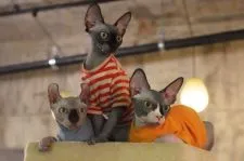 エルフキャット【香川県・男の子・2021年10月14日・グレー&ホワイト】の写真4「兄弟達と」