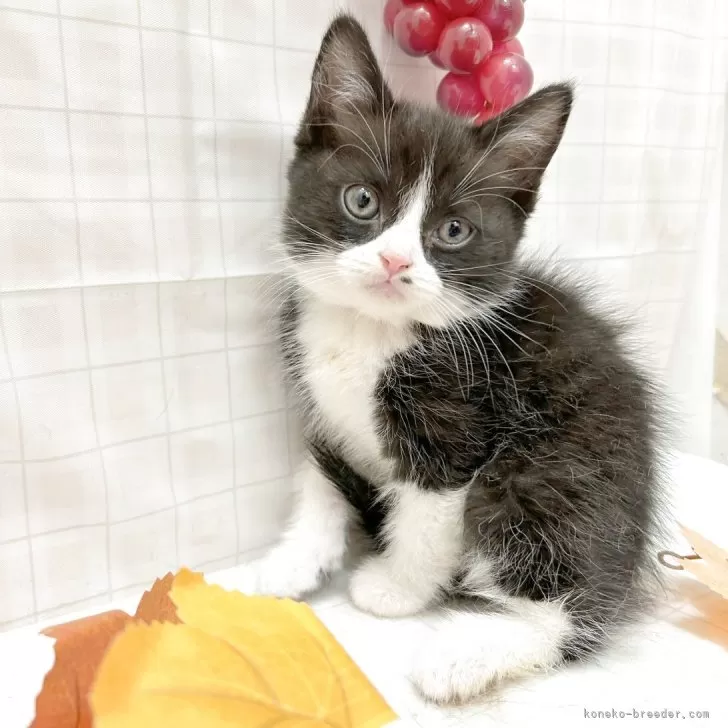 ID：2510-01724の子猫