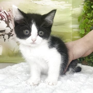 スコティッシュフォールド(立ち耳)【北海道・男の子・2025年7月26日・ブラック&ホワイト】の写真「人懐っこく、大人しい性格です」