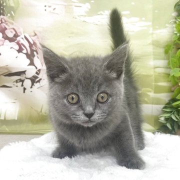 スコティッシュフォールド(立ち耳)【北海道・女の子・2025年7月26日・ブルー】の写真「人懐っこく、大人しい性格です」