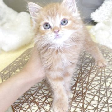 スコティッシュフォールド(立ち耳)【北海道・男の子・2025年8月4日・レッドタビー】の写真「人懐っこく、大人しい性格です」