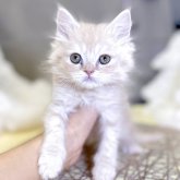 スコティッシュフォールド