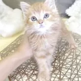 スコティッシュフォールド(立ち耳)