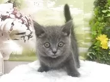 スコティッシュフォールド(立ち耳)【北海道・女の子・2025年7月26日・ブルー】の写真2「モリモリご飯を食べます」