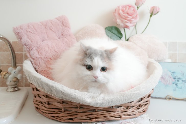 清水　正明ブリーダー