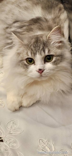 清水　正明(しみず　まさあき)ブリーダー(群馬県・アメリカンショートヘアなど・TICA/ICC登録)の紹介写真2