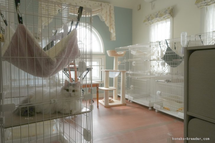 清水　正明(しみず　まさあき)ブリーダー(群馬県・アメリカンショートヘアなど・TICA/ICC登録)の紹介写真3