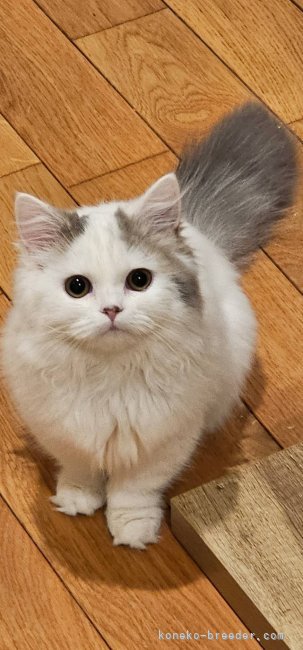 清水　正明(しみず　まさあき)ブリーダー(群馬県・アメリカンショートヘアなど・TICA/ICC登録)の紹介写真4