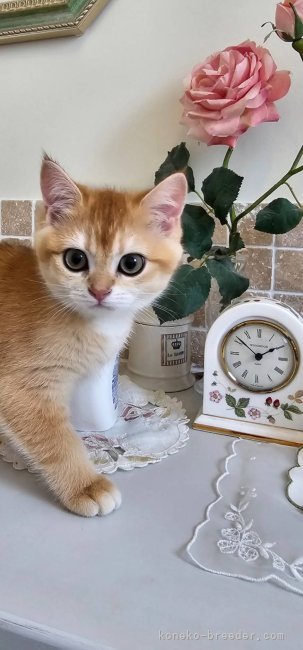 清水　正明(しみず　まさあき)ブリーダー(群馬県・アメリカンショートヘアなど・TICA/ICC登録)の紹介写真5