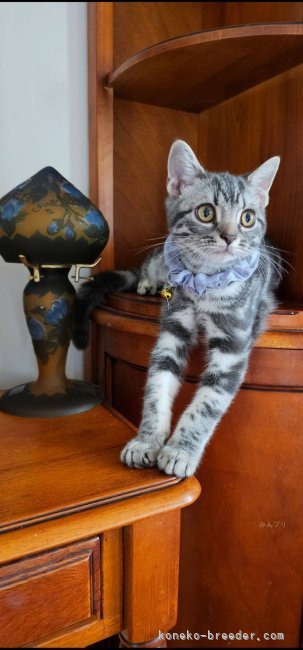 清水　正明(しみず　まさあき)ブリーダー(群馬県・アメリカンショートヘアなど・TICA/ICC登録)の紹介写真6