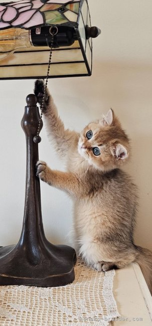 清水　正明(しみず　まさあき)ブリーダー(群馬県・アメリカンショートヘアなど・TICA/ICC登録)の紹介写真7